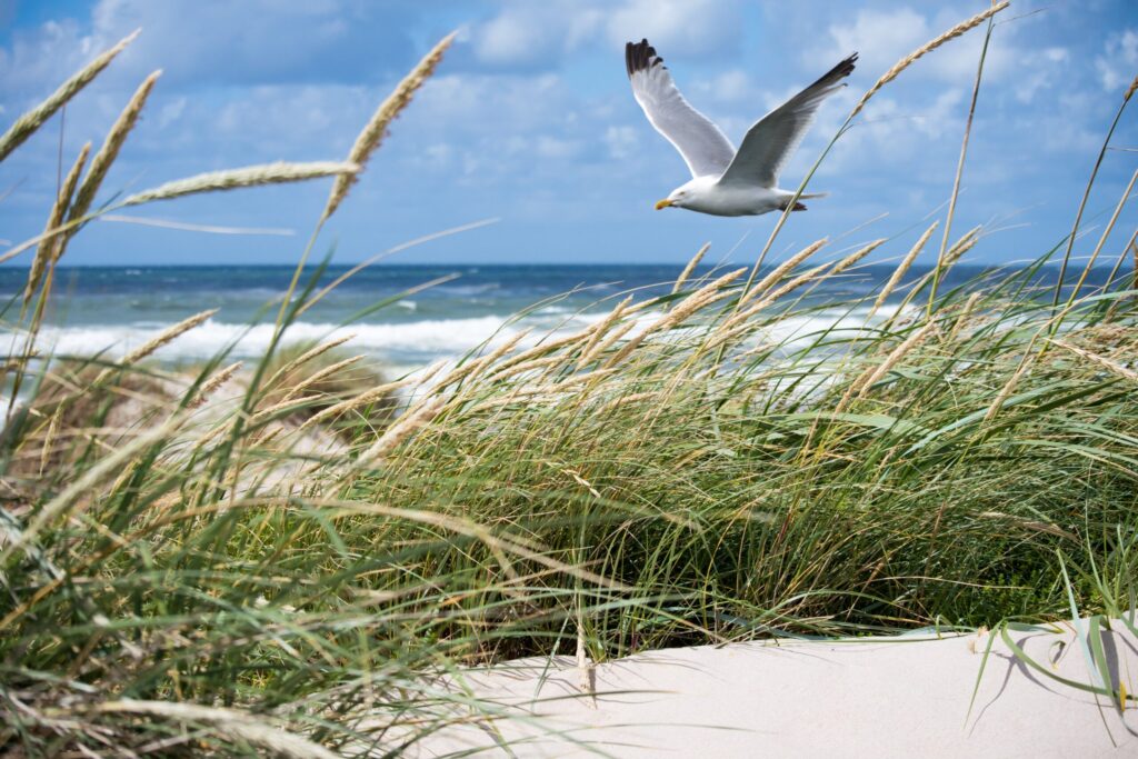 Une mouette sur la plage de Canet-en-Roussillon. Et pourquoi pas des cours d'anglais sur la plage ?